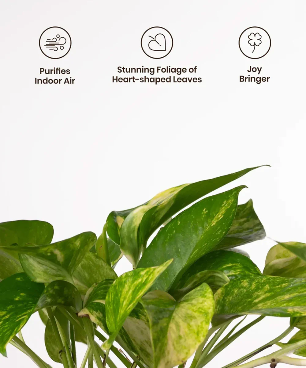 Money Variegated Plant With Self Watering Pot - Image 10