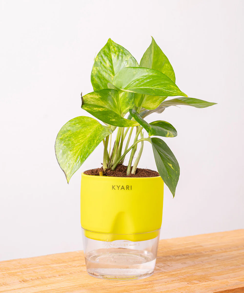 Money Variegated Plant With Self Watering Pot - Image 14