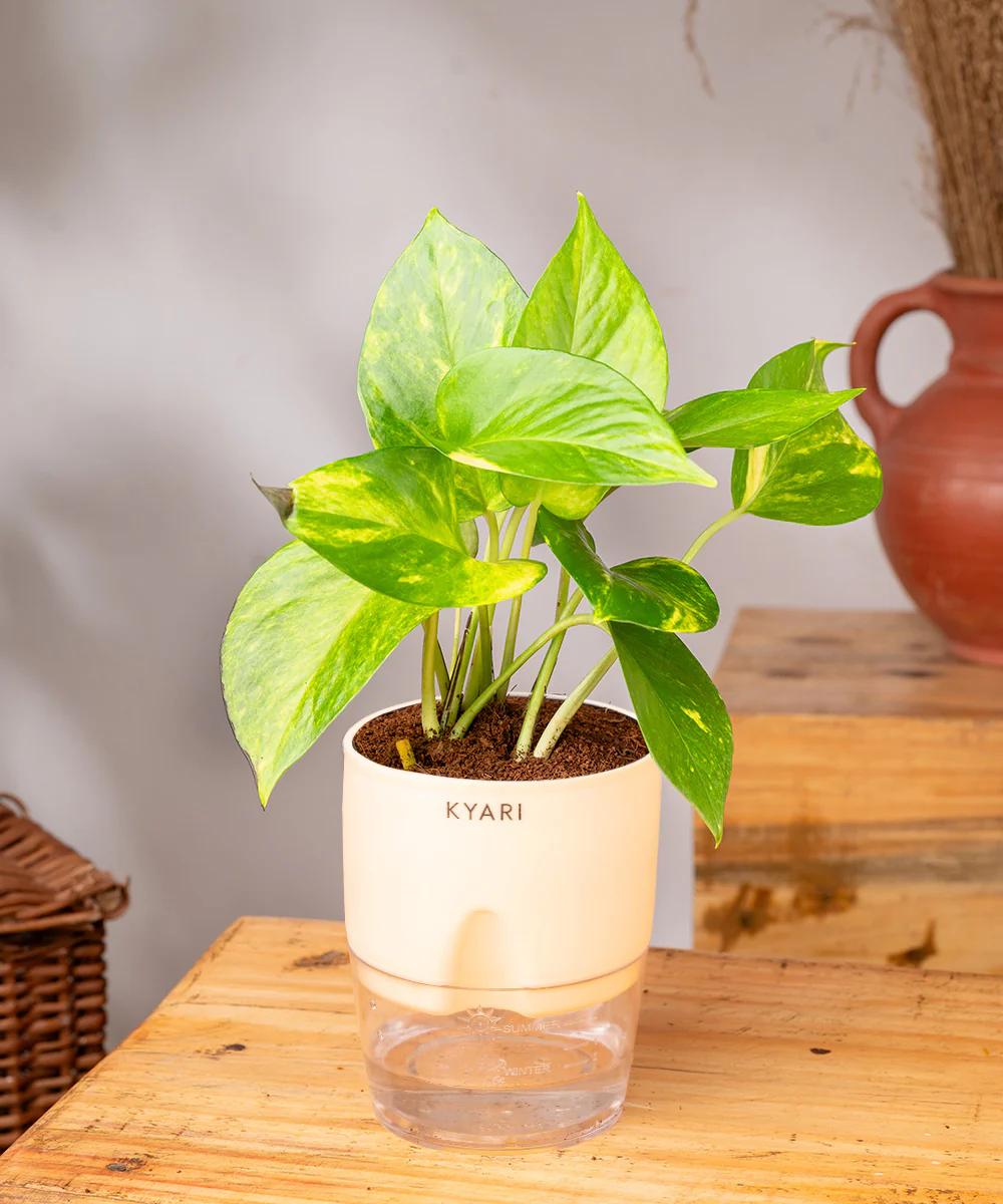 Money Variegated Plant With Self Watering Pot - Image 18