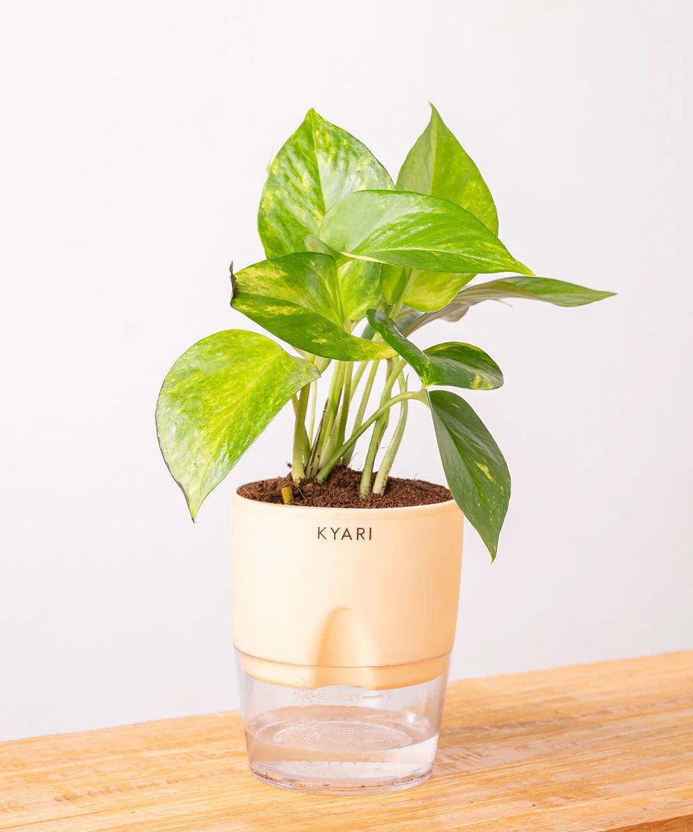 Money Variegated Plant With Self Watering Pot - Image 19