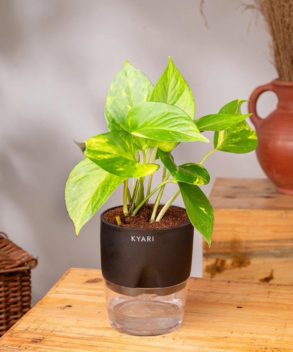 Money Variegated Plant With Self Watering Pot - Image 23