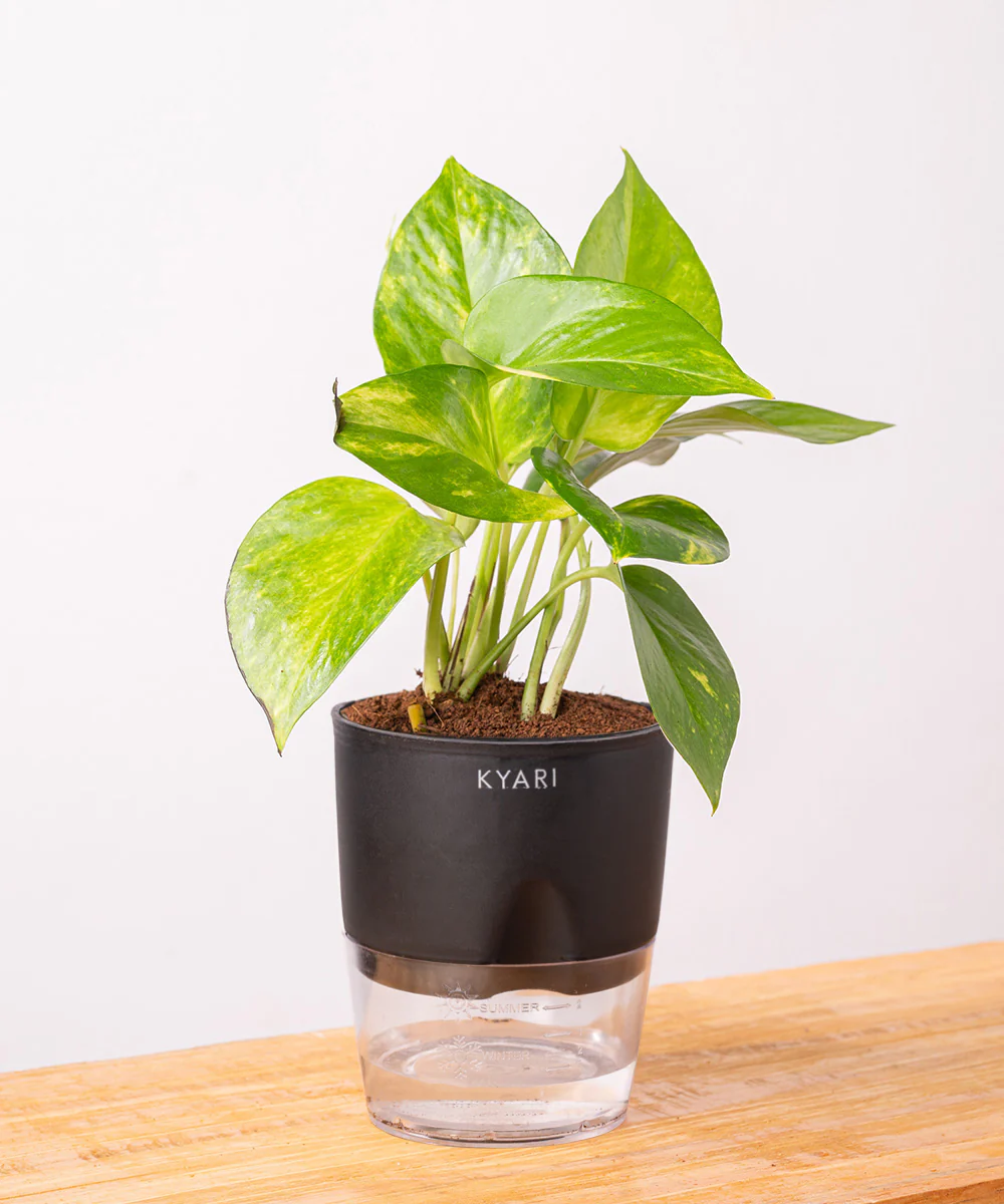 Money Variegated Plant With Self Watering Pot - Image 24