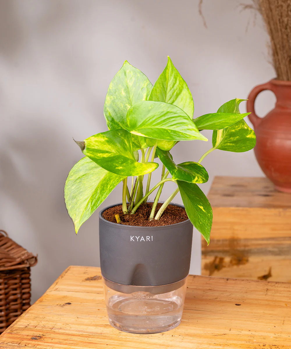 Money Variegated Plant With Self Watering Pot - Image 30