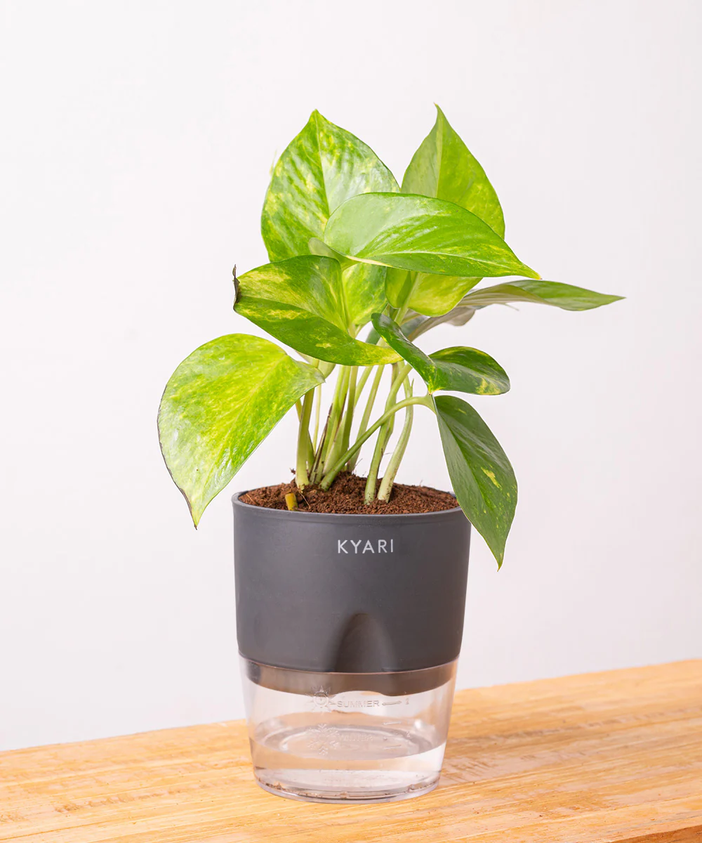 Money Variegated Plant With Self Watering Pot - Image 31
