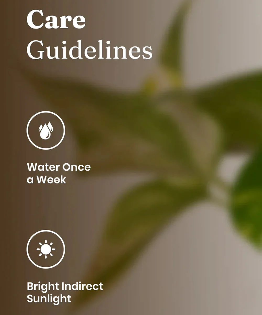 Money Variegated Plant With Self Watering Pot - Image 6