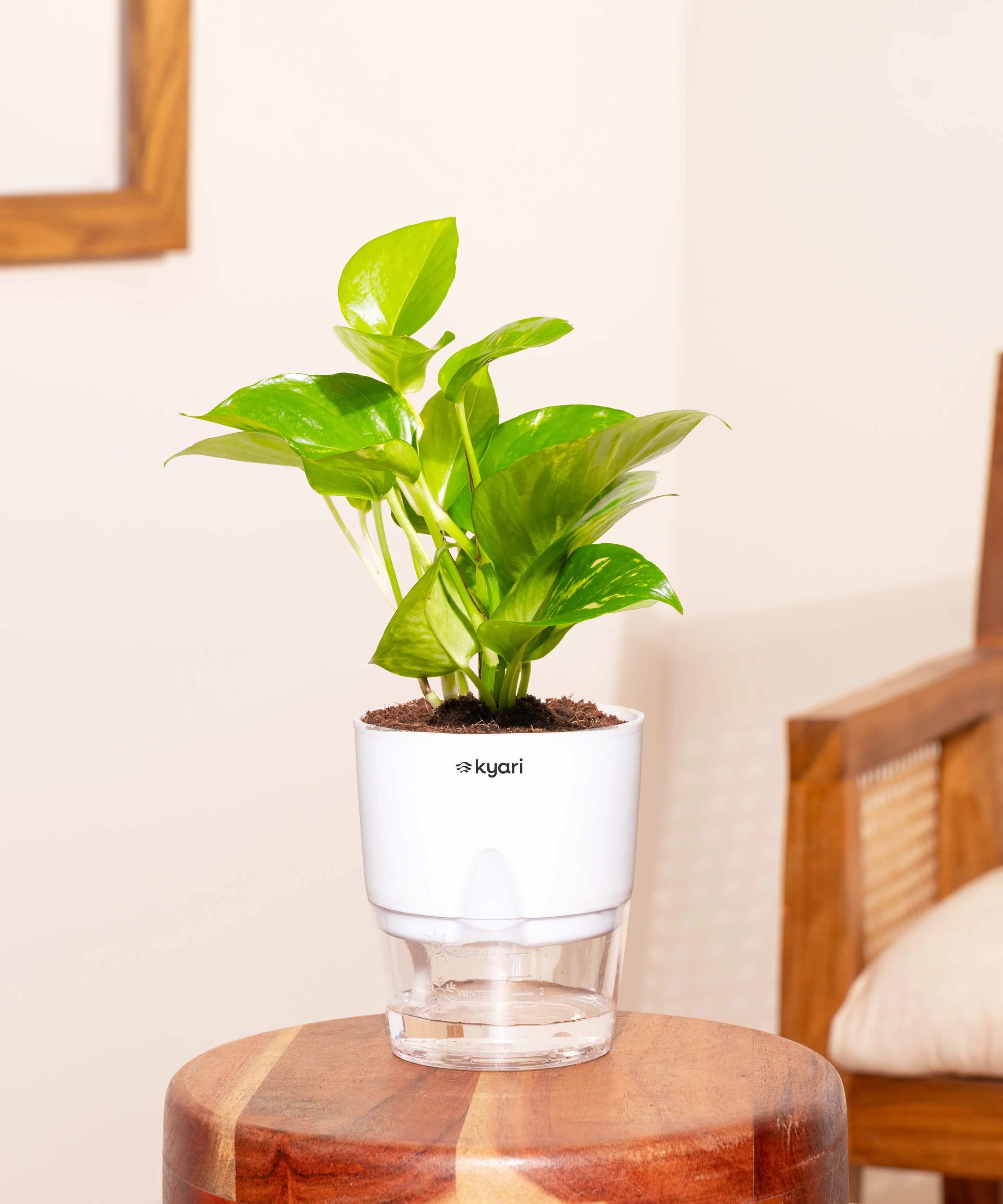Money Variegated Plant With Self Watering Pot - Image 7