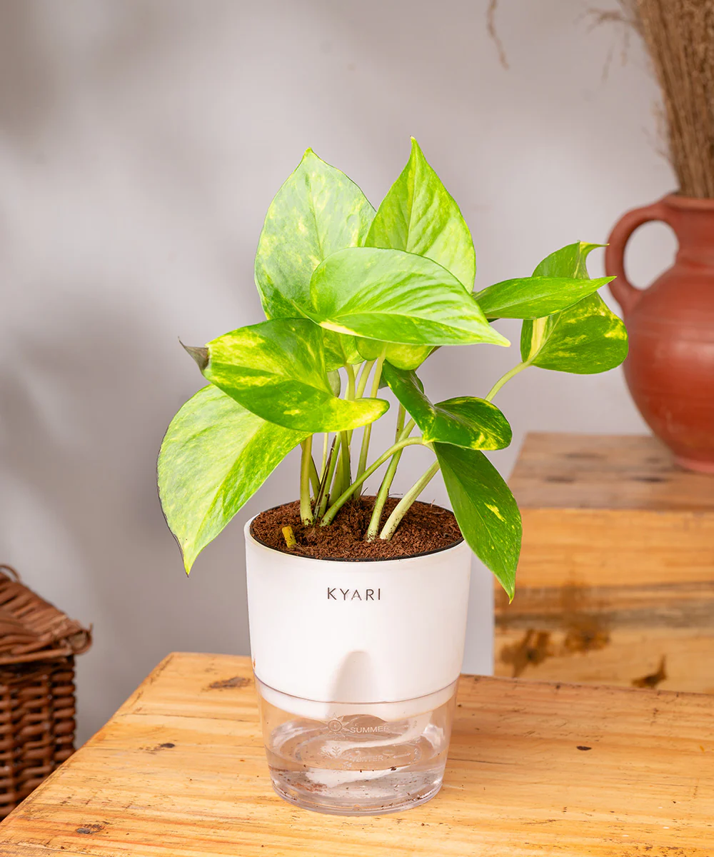 Money Variegated Plant With Self Watering Pot - Image 8