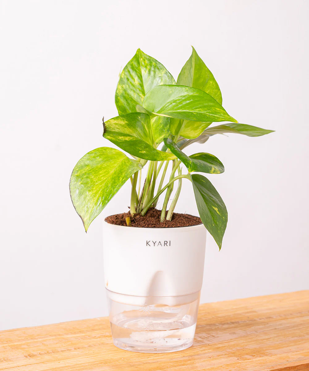 Money Variegated Plant With Self Watering Pot - Image 9