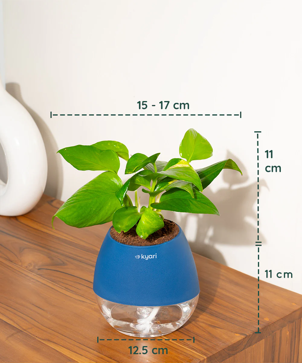 Money Variegated Plant With Self Watering Pot - Image 41