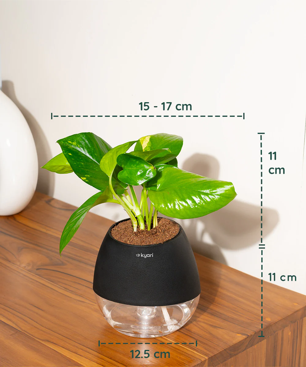 Money Variegated Plant With Self Watering Pot - Image 48