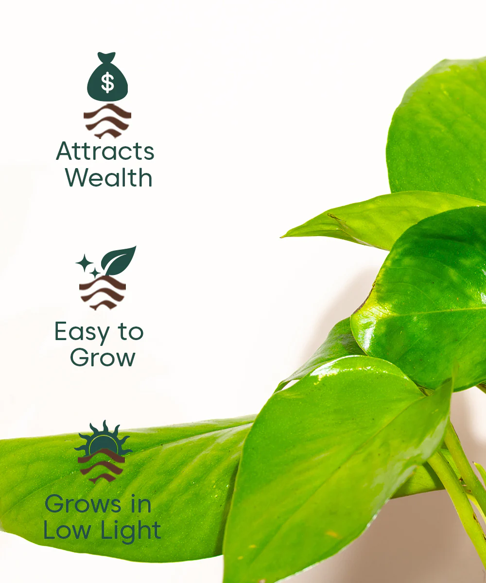 Money Variegated Plant With Self Watering Pot - Image 51