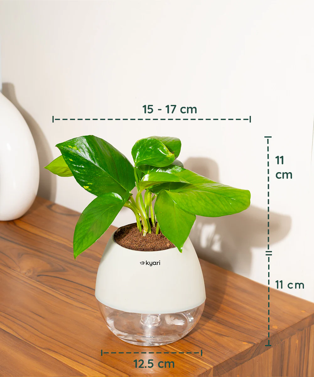 Money Variegated Plant With Self Watering Pot - Image 55