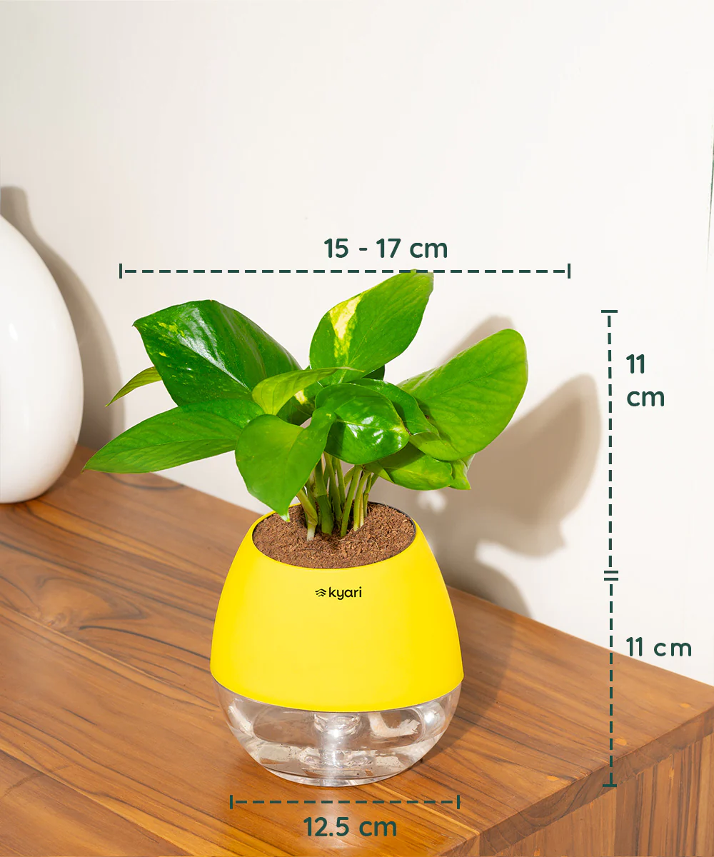Money Variegated Plant With Self Watering Pot - Image 62