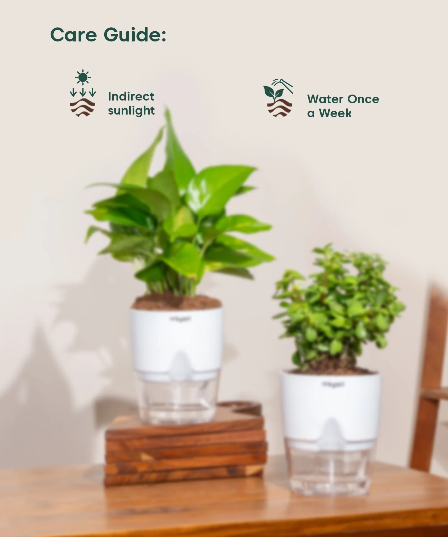 Set of 2 - Money Variegated & Lucky Jade Plant - Image 3