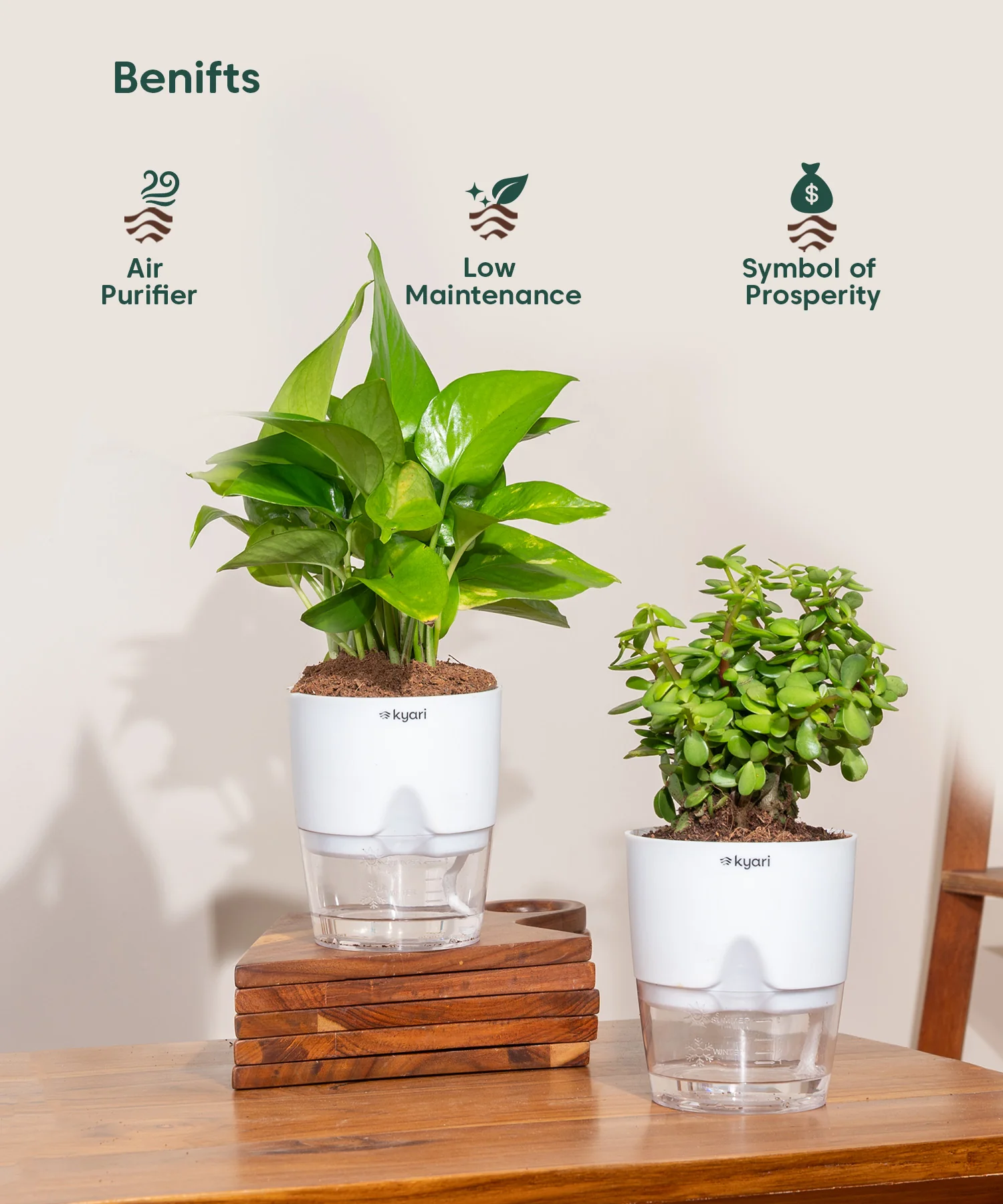 Set of 2 - Money Variegated & Lucky Jade Plant - Image 4
