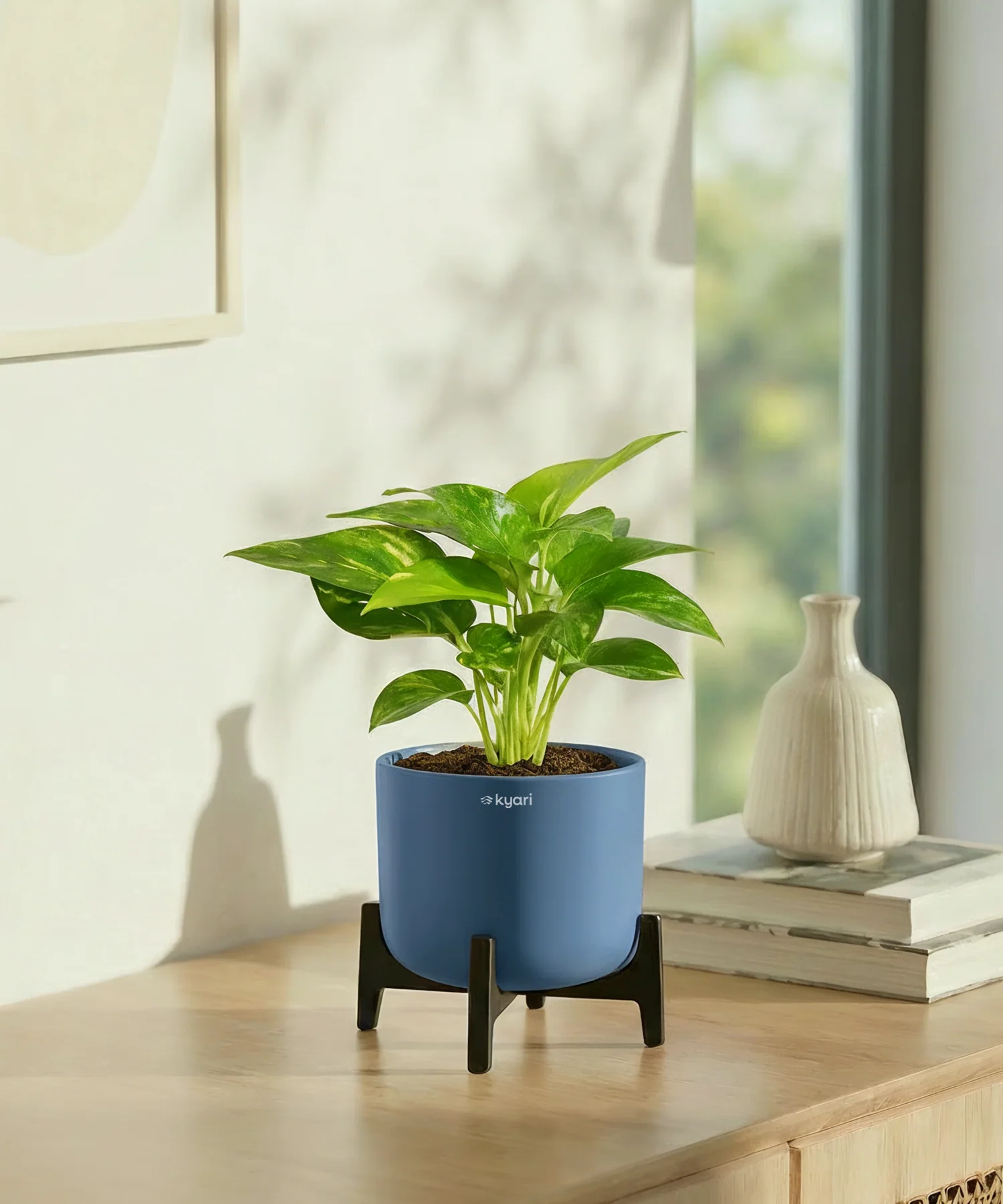 Money Varigated Plant with Aira Pot - Image 11