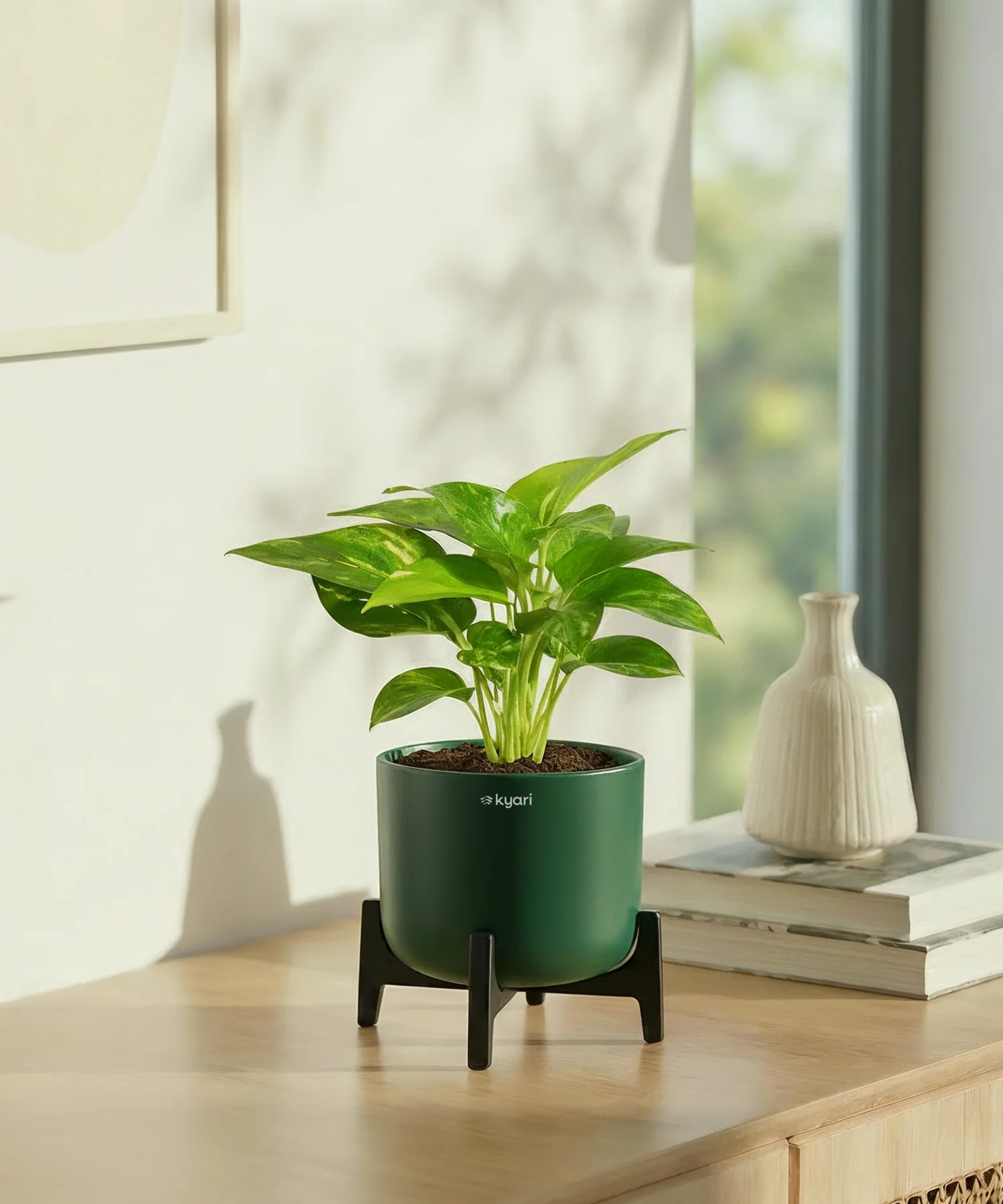 Money Varigated Plant with Aira Pot - Image 12