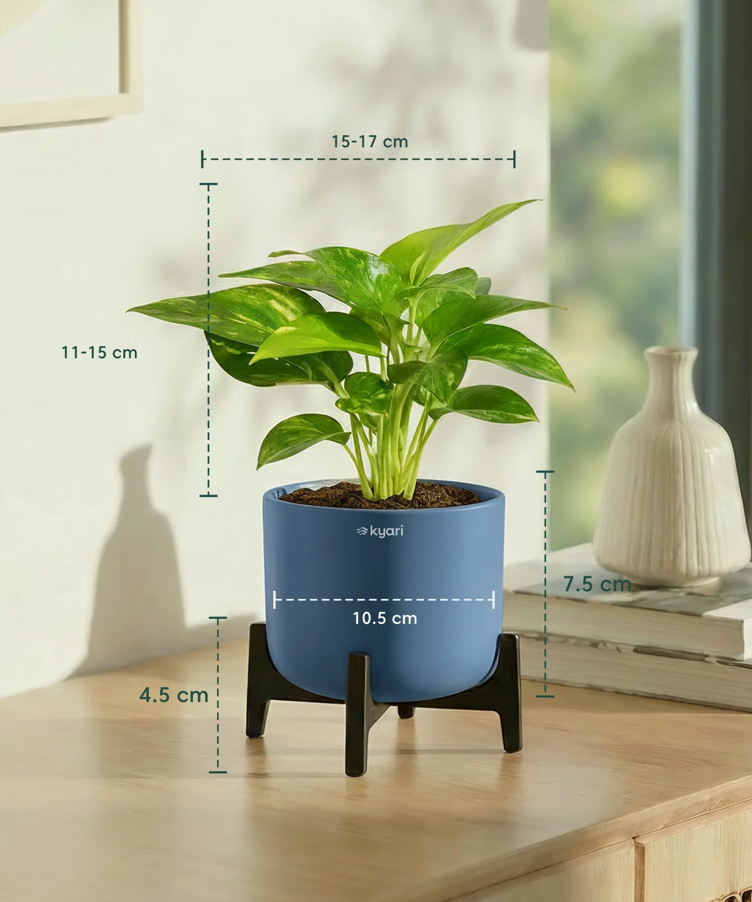 Money Varigated Plant with Aira Pot - Image 13