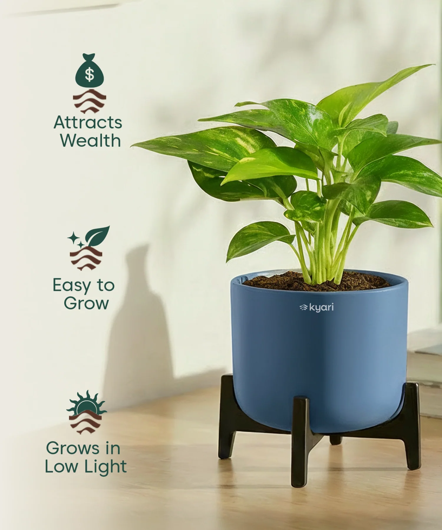 Money Varigated Plant with Aira Pot - Image 14