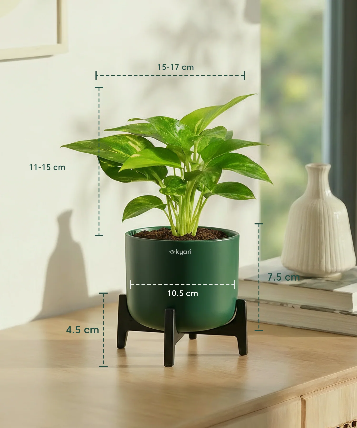 Money Varigated Plant with Aira Pot - Image 18
