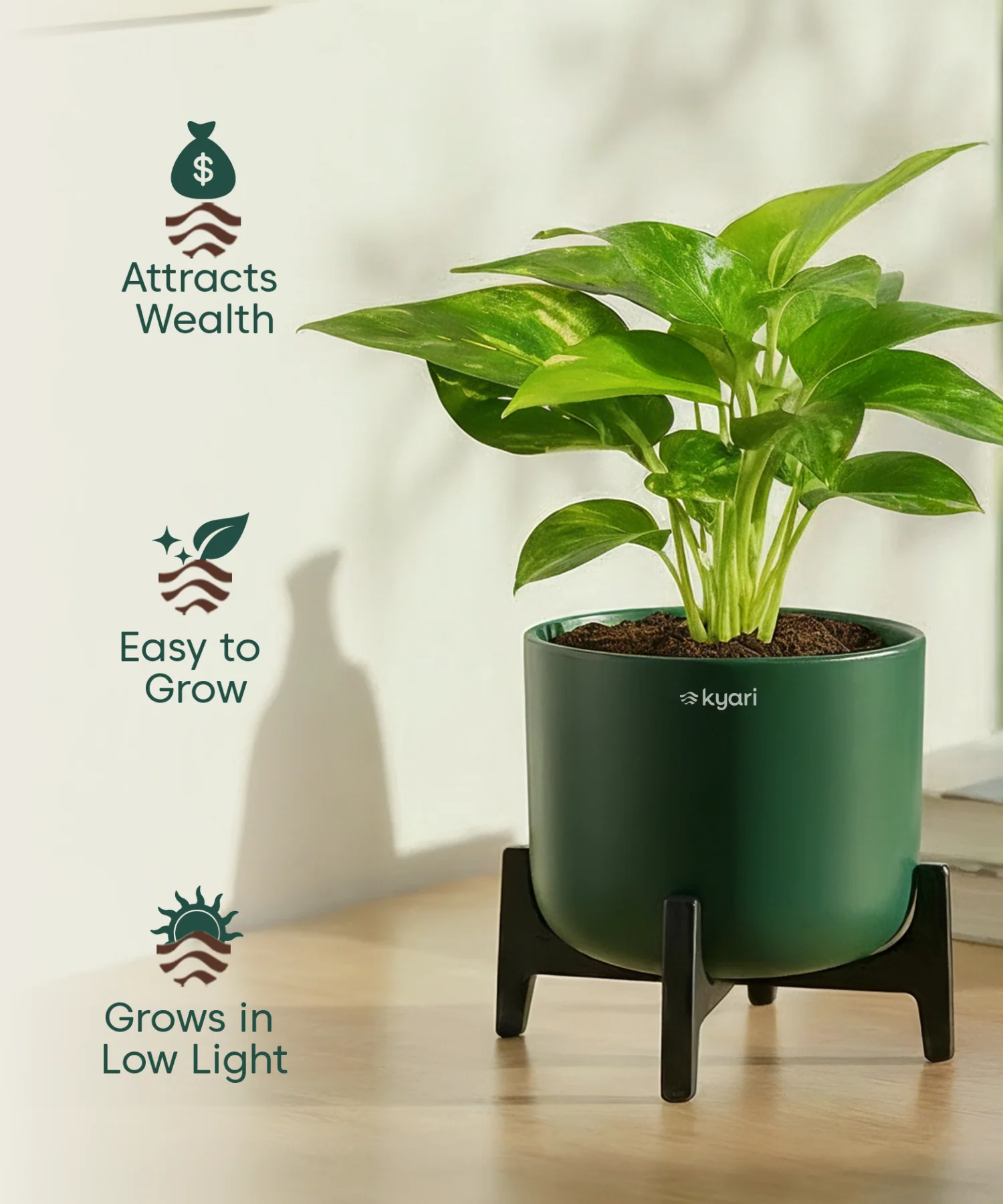 Money Varigated Plant with Aira Pot - Image 19