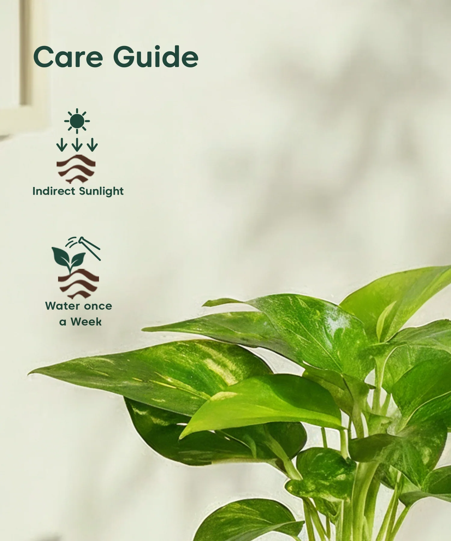Money Varigated Plant with Aira Pot - Image 20
