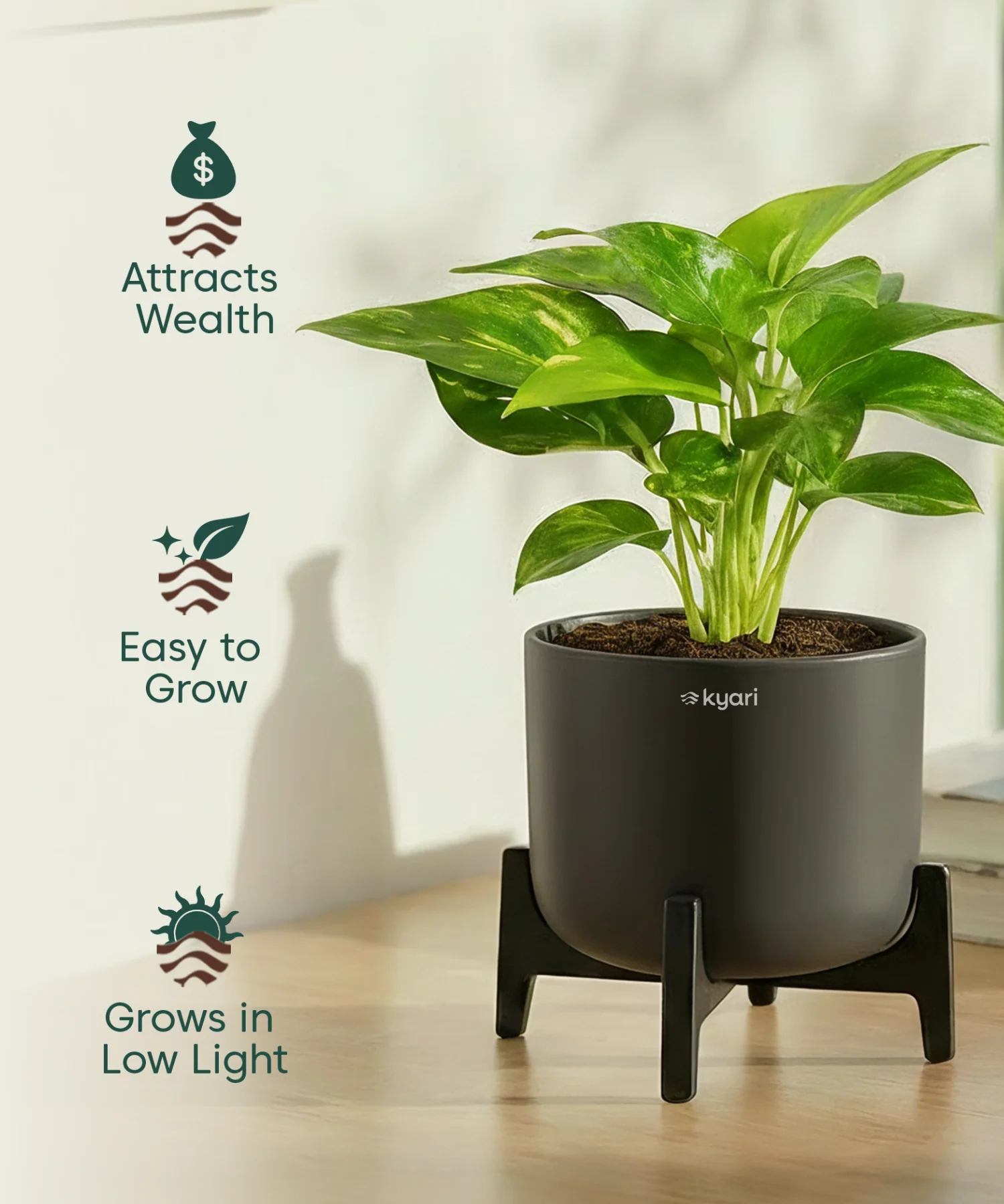 Money Varigated Plant with Aira Pot - Image 3