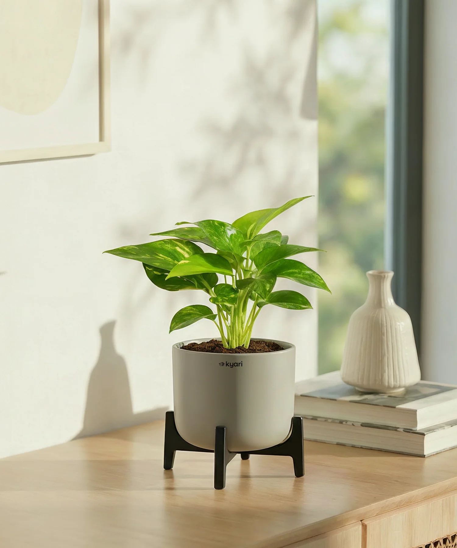 Money Varigated Plant with Aira Pot - Image 6