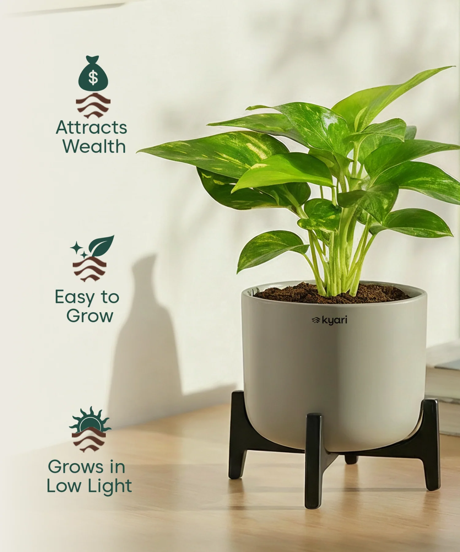 Money Varigated Plant with Aira Pot - Image 7