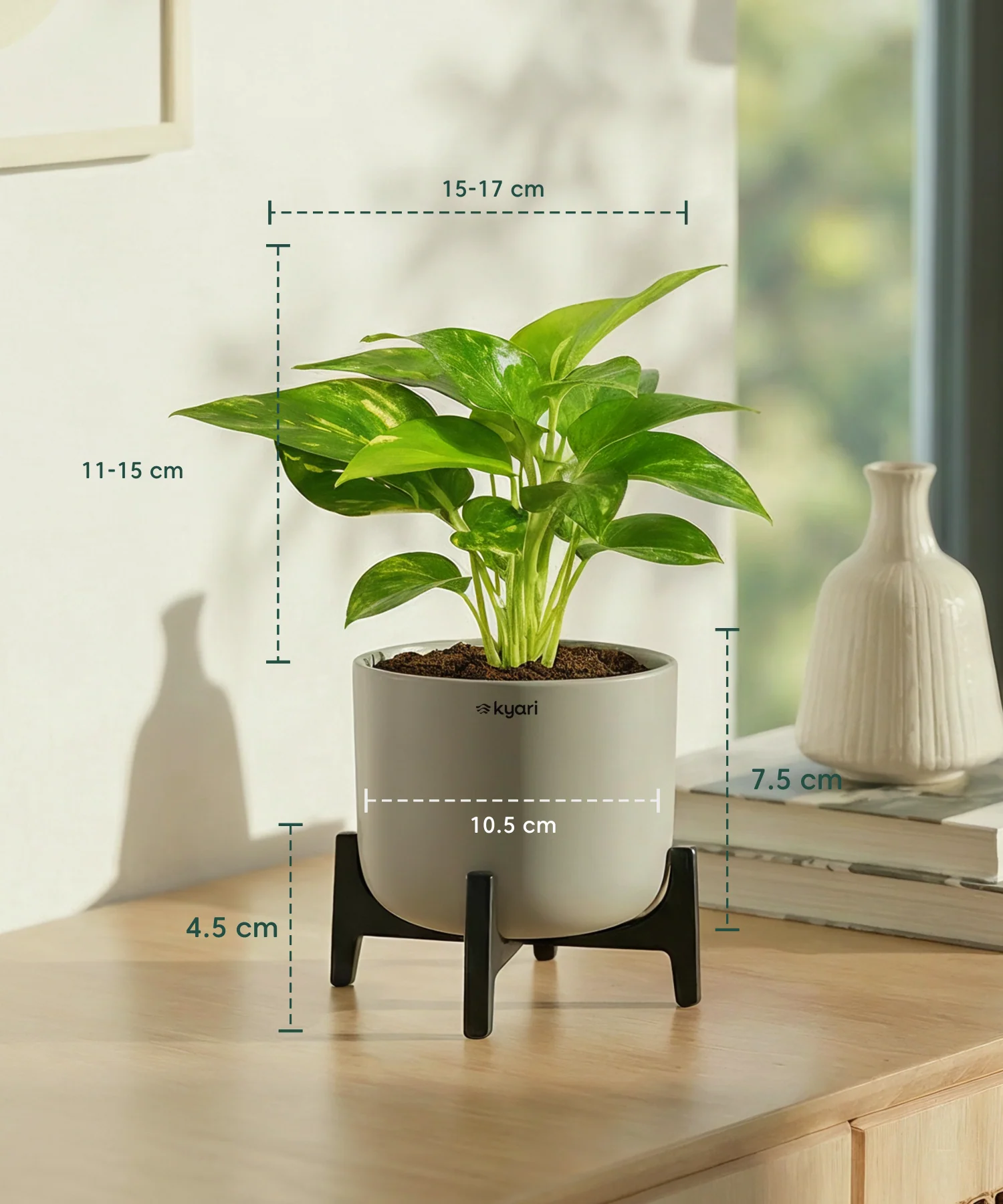 Money Varigated Plant with Aira Pot - Image 8