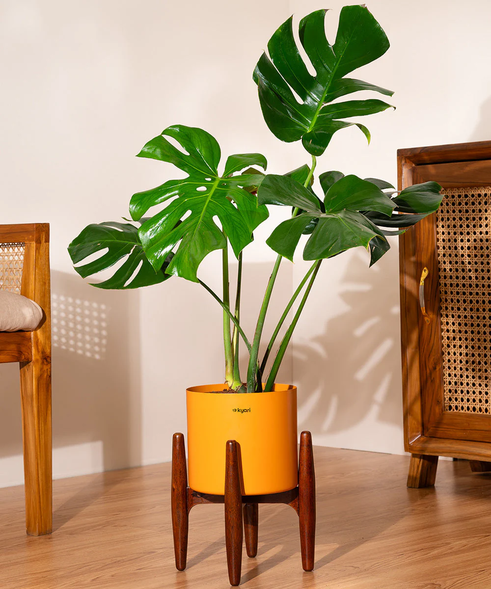 Monstera Deliciosa with Metal Self Watering Pot - Image 12