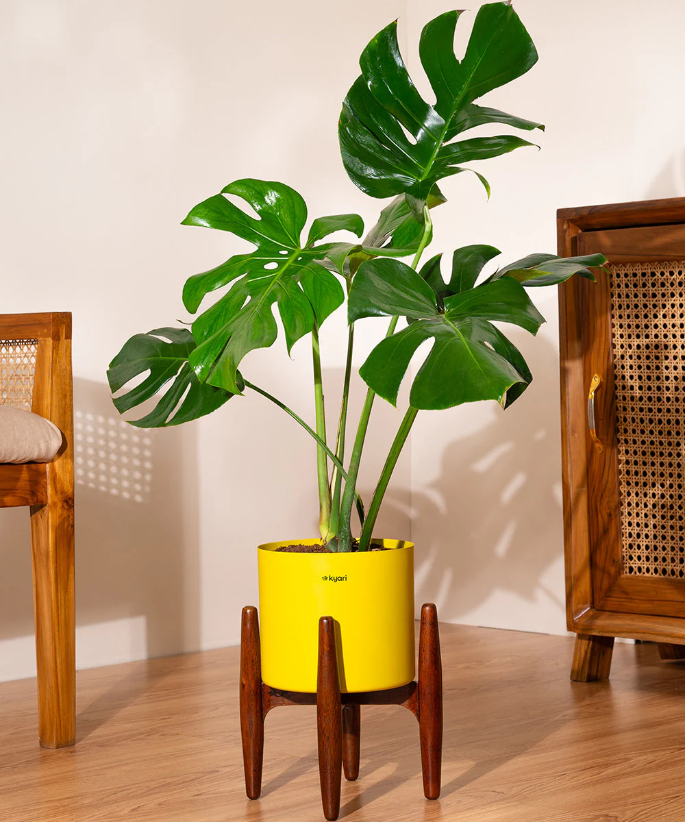 Monstera Deliciosa with Metal Self Watering Pot - Image 18