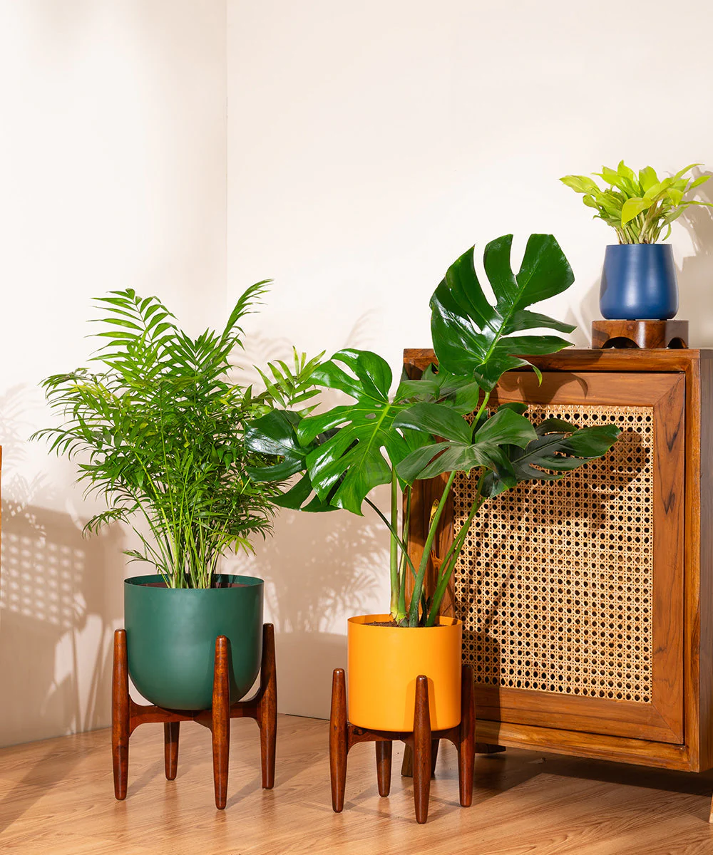 Monstera Deliciosa with Metal Self Watering Pot - Image 23