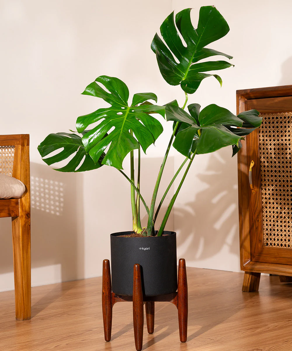 Monstera Deliciosa with Metal Self Watering Pot - Image 24