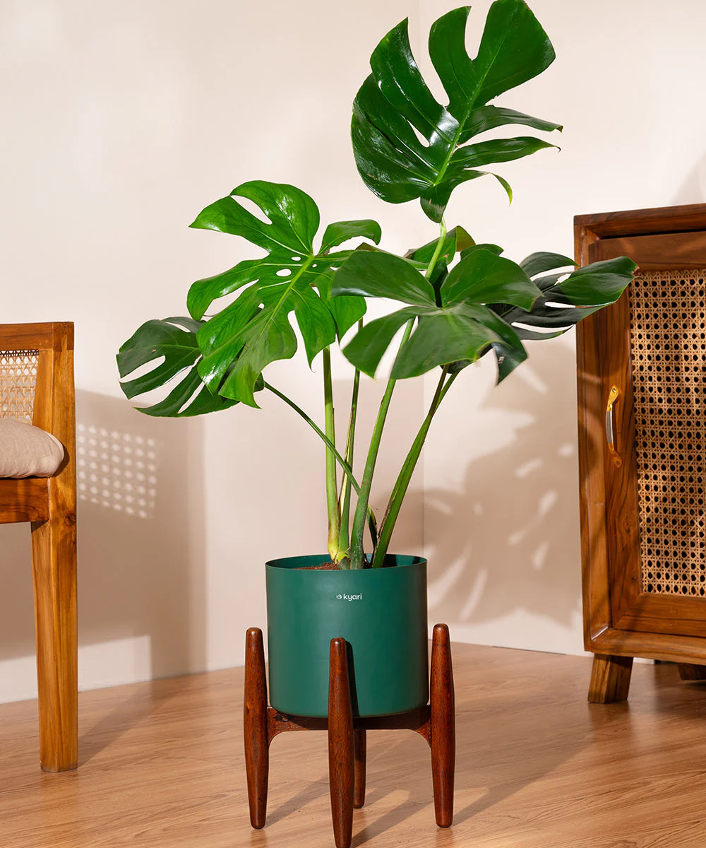 Monstera Deliciosa with Metal Self Watering Pot - Image 30