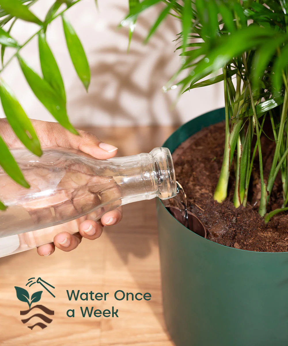 Monstera Deliciosa with Metal Self Watering Pot - Image 31