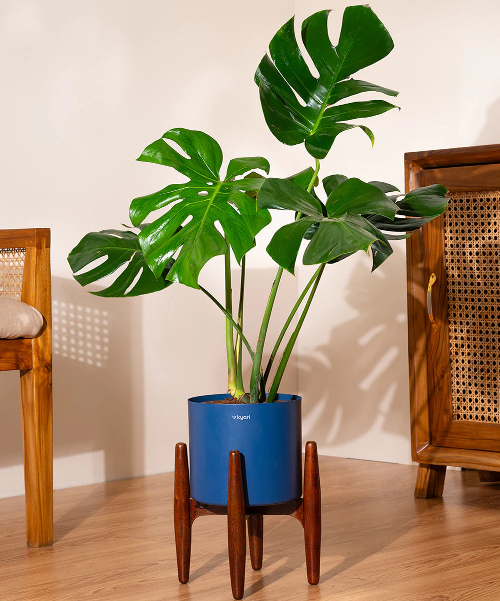 Monstera Deliciosa with Metal Self Watering Pot - Image 36