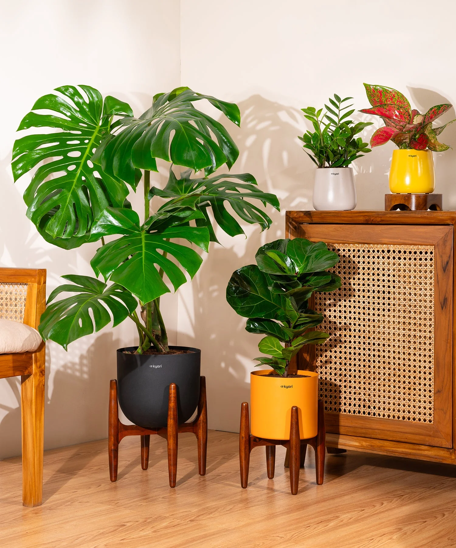 Monstera Deliciosa with Metal Self Watering Pot - Image 41