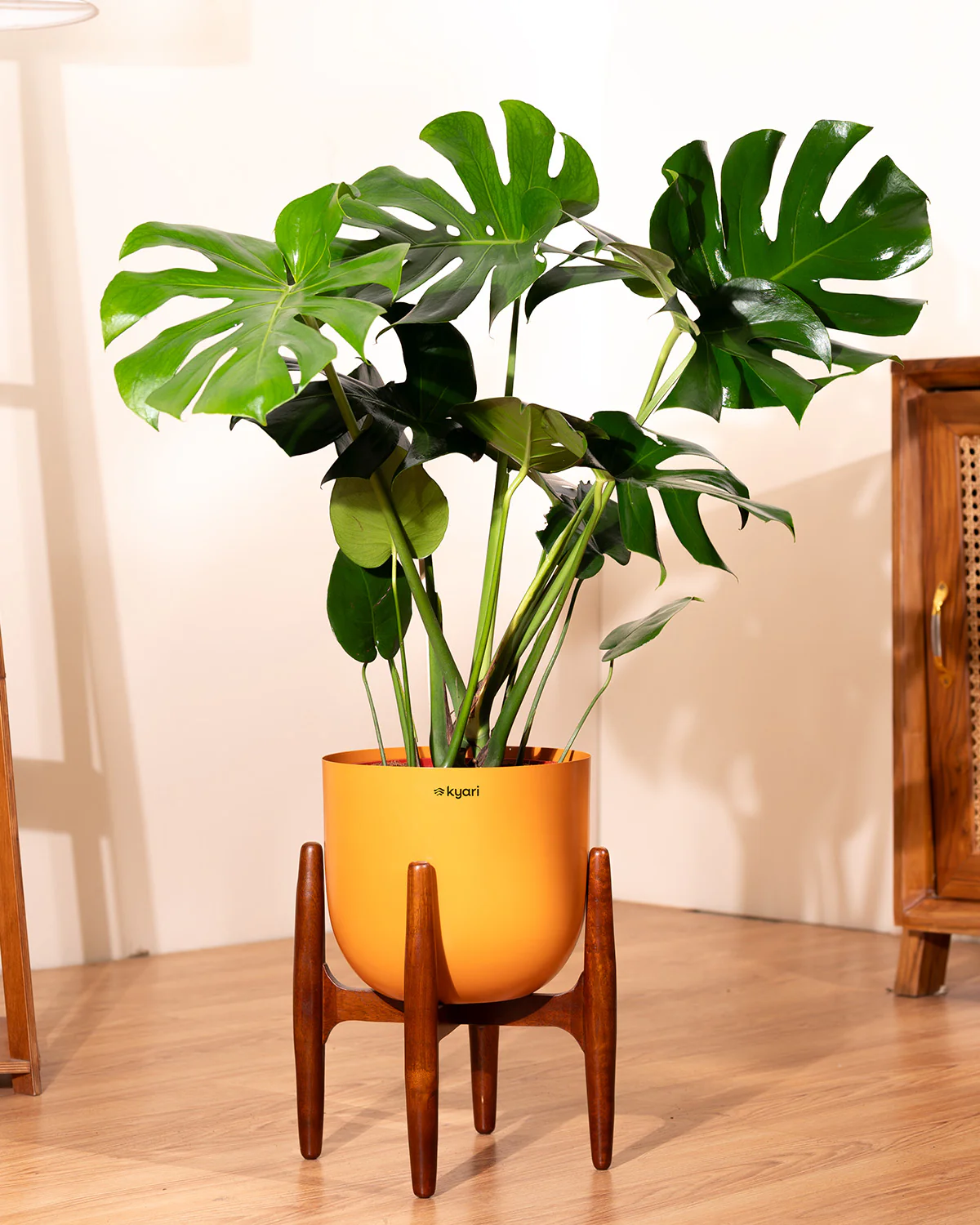 Monstera Deliciosa with Metal Self Watering Pot - Image 42