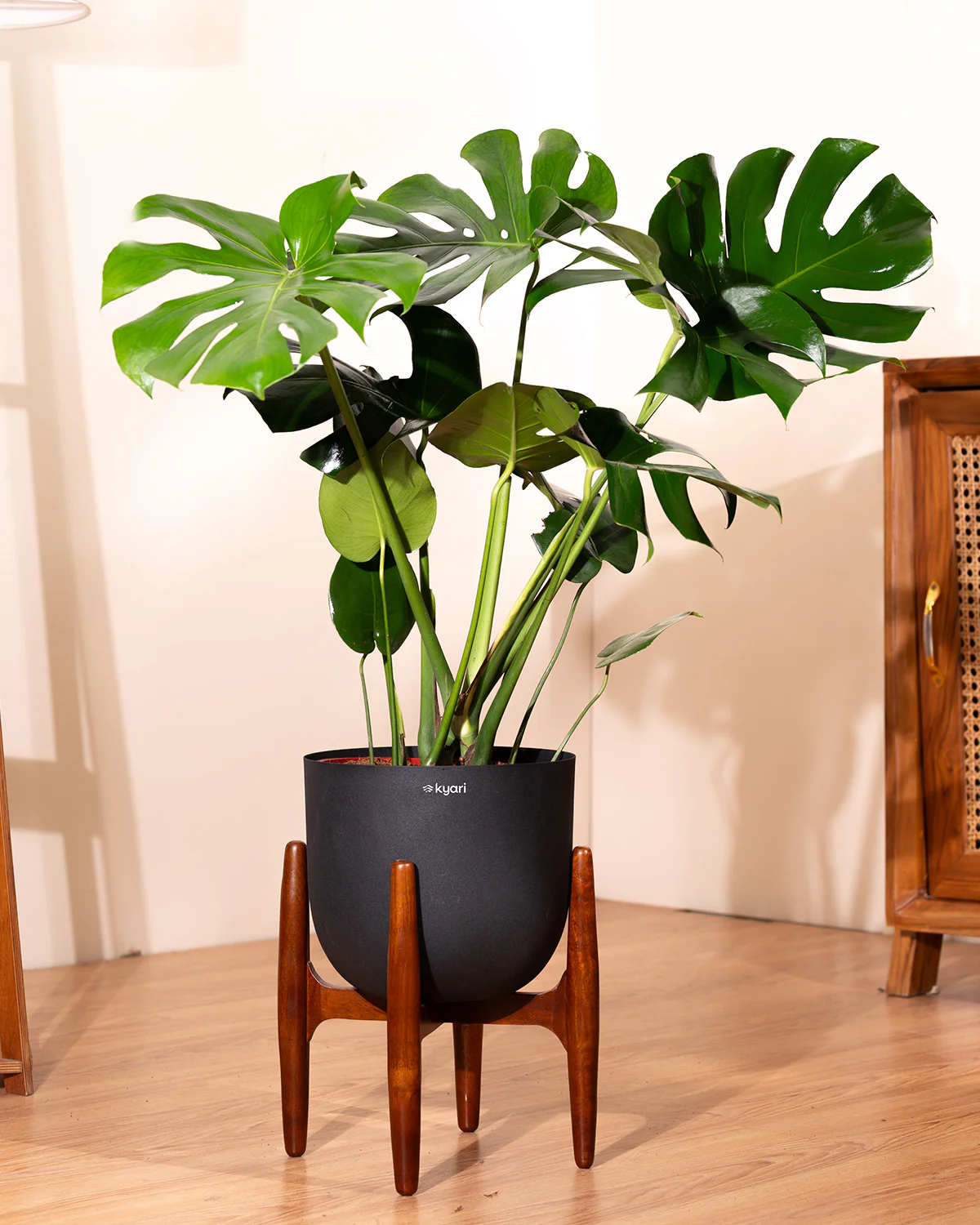 Monstera Deliciosa with Metal Self Watering Pot - Image 48