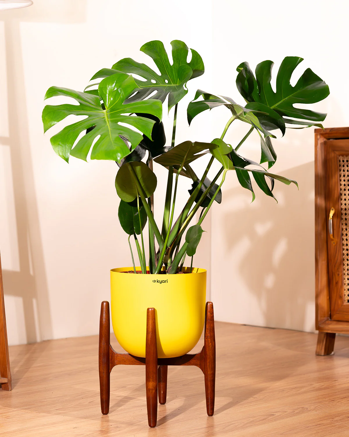 Monstera Deliciosa with Metal Self Watering Pot - Image 54
