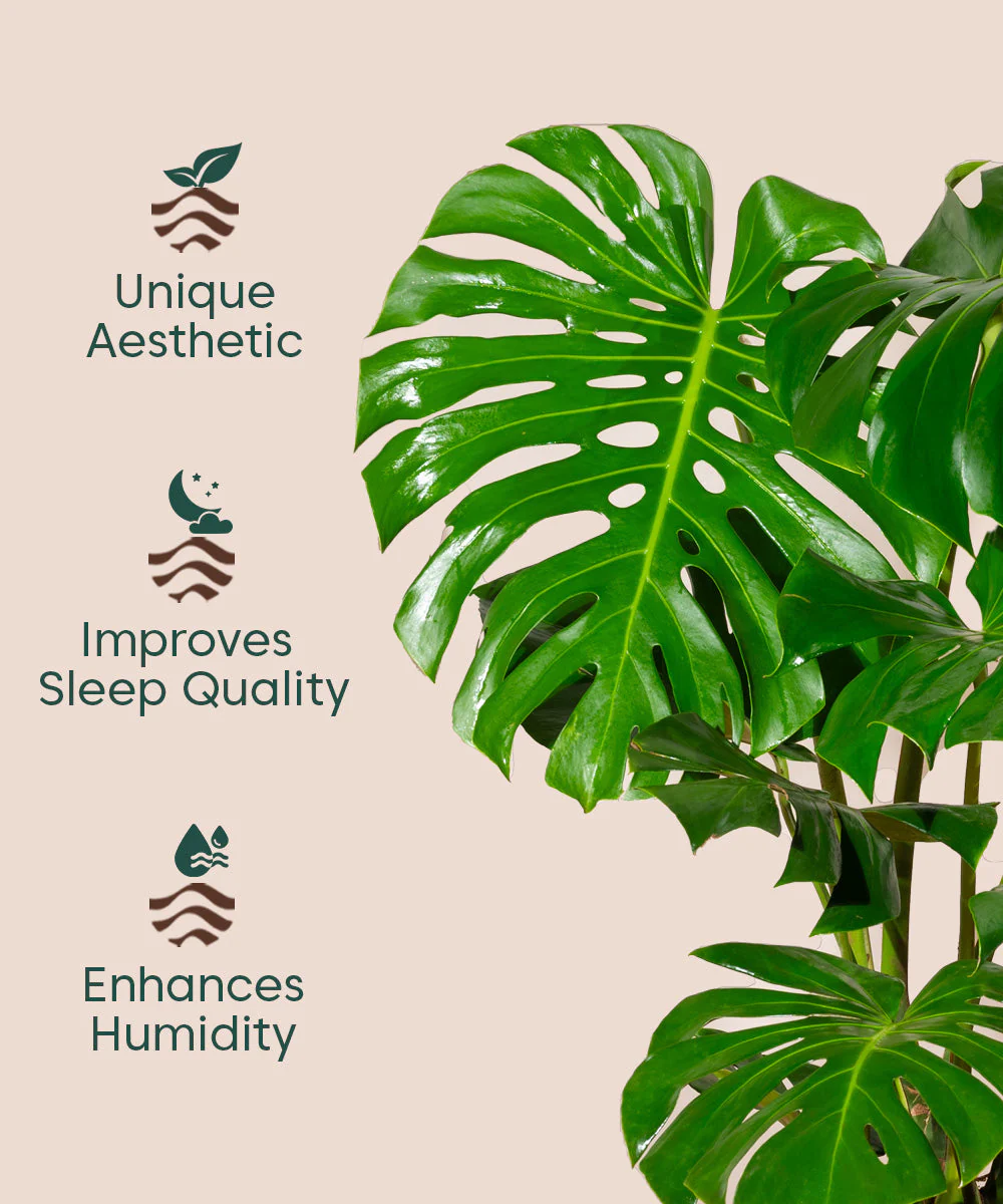 Monstera Deliciosa with Metal Self Watering Pot - Image 55
