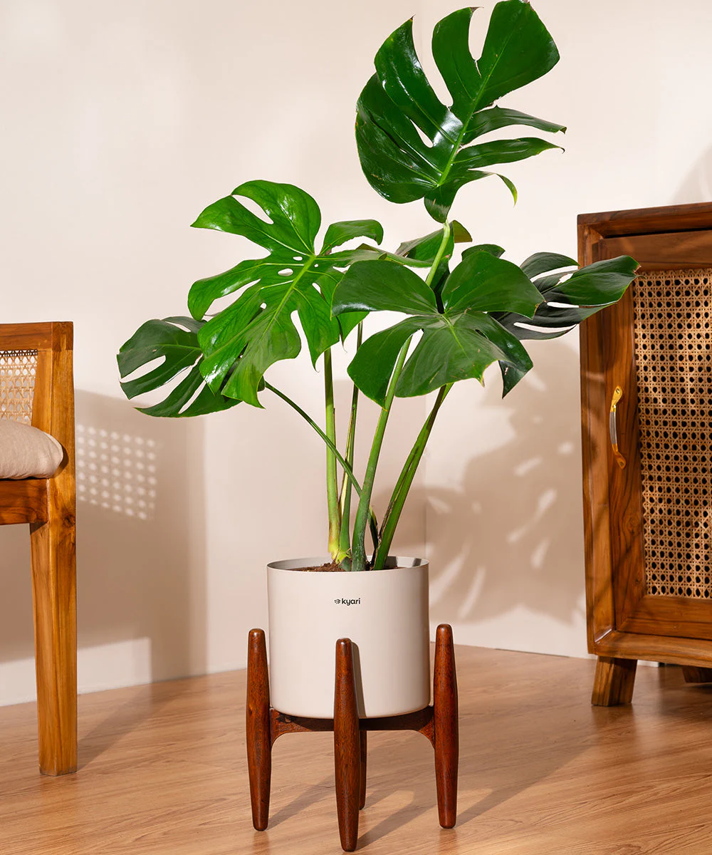 Monstera Deliciosa with Metal Self Watering Pot - Image 6