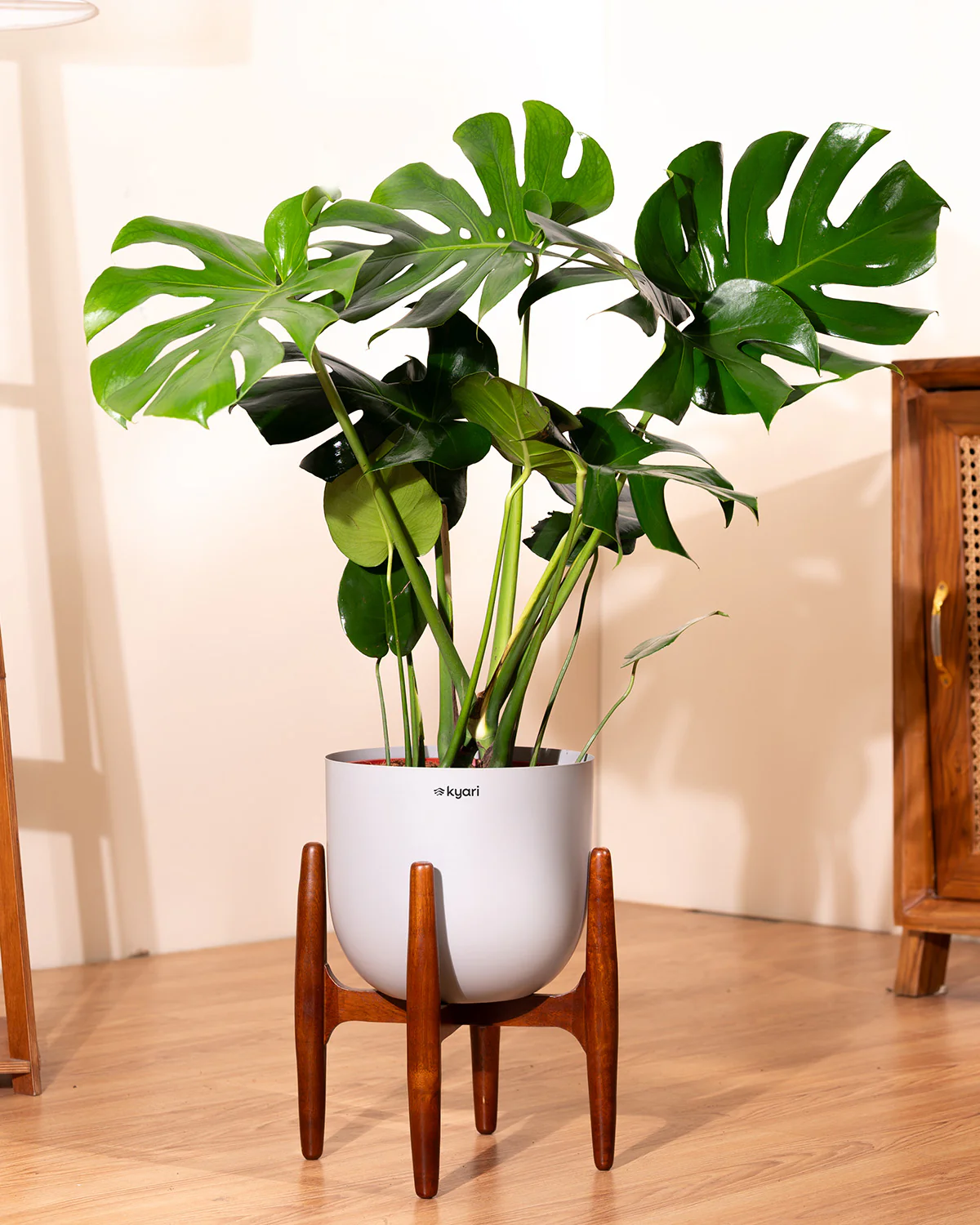 Monstera Deliciosa with Metal Self Watering Pot - Image 61