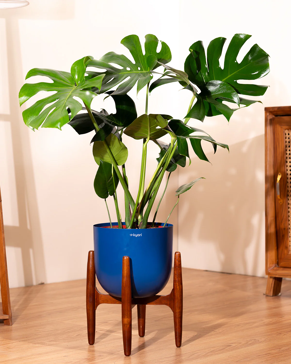 Monstera Deliciosa with Metal Self Watering Pot - Image 67