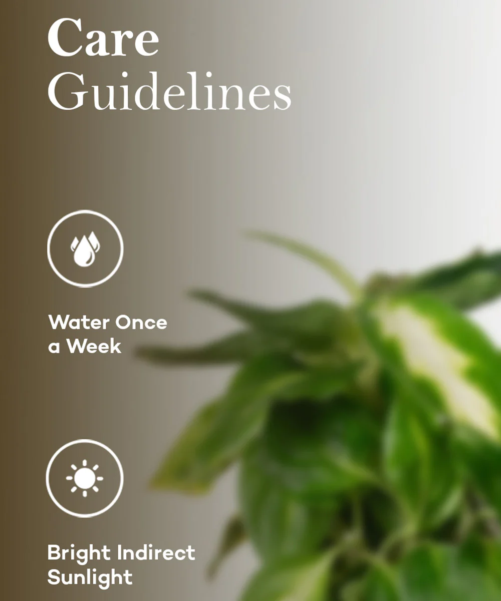 Dieffenbachia Plant With Self Watering Pot - Image 5