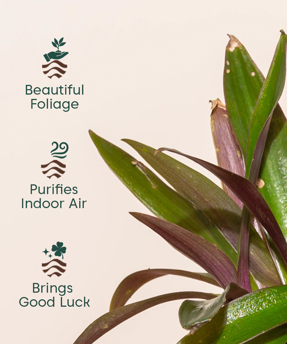 Oyster Plant - BYOB - Image 10