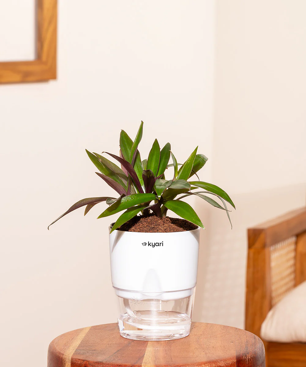 Oyster Plant - BYOB - Image 13
