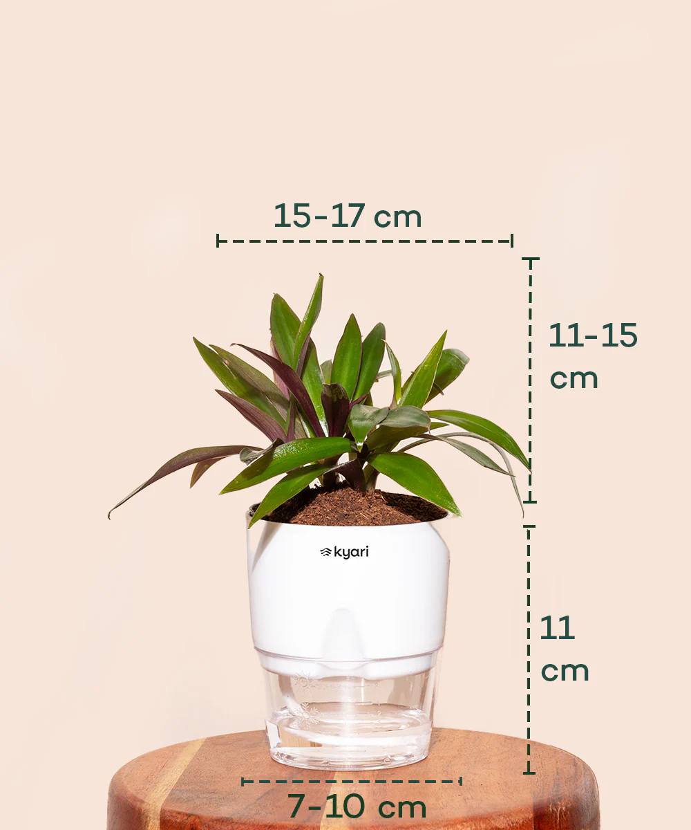 Oyster Plant - BYOB - Image 14