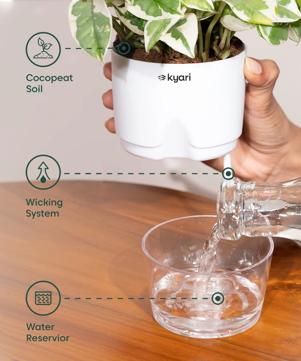 Oyster Plant - BYOB - Image 15